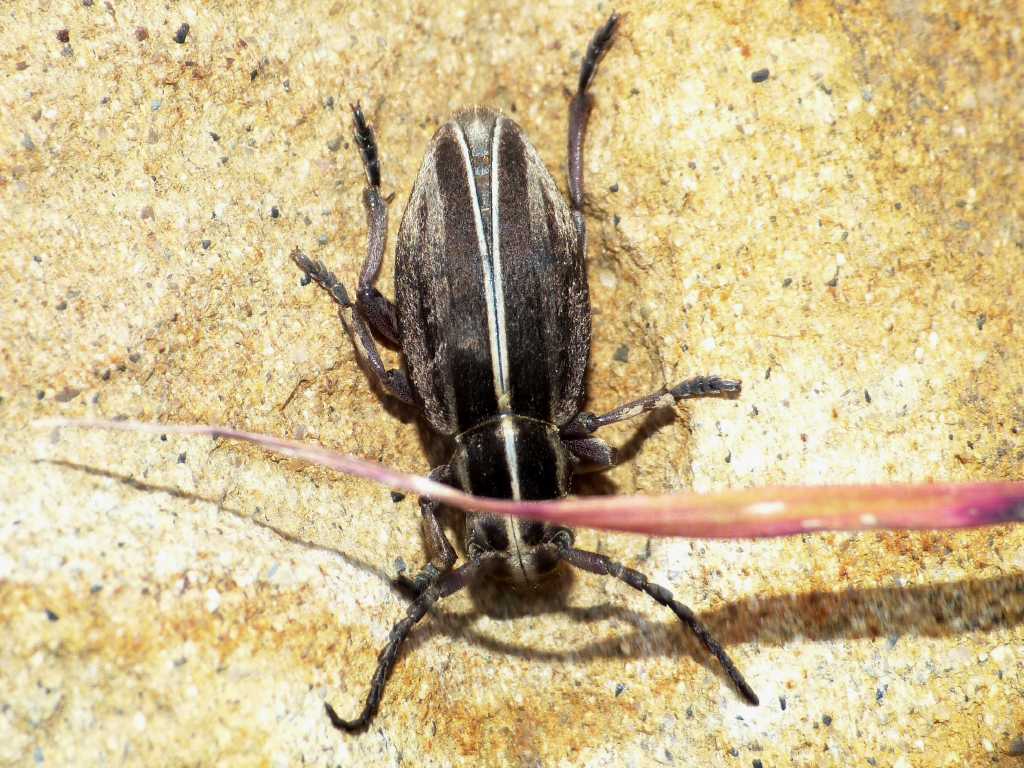 Femmina di Pedestredorcadion etruscum - Tolfa (RM)
